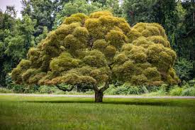 Terkait aturan kompensasi rowfull description. Pokok Lambang Kekayaan Setiap Hari Adalah Rezeki