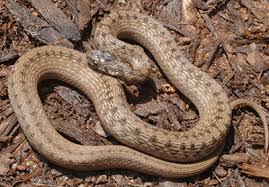 This snake also has a lovely color pattern. Snakes Of Virginia