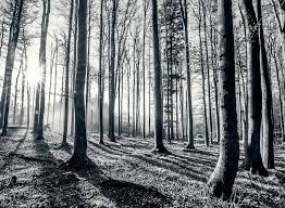 Black And White Forest Wallpaper Murals Online Store Tree Wallpaper For Walls Forest Wall Mural Mural Wallpaper