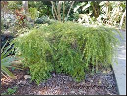 Image result for Phyllanthus muellerianus