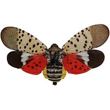 In new jersey, termites tend to swarm from late february until may when the weather transitions from cooler to warmer temperatures. New Jersey Spotted Lanternfly Exterminator Viking Pest Control