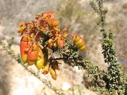 Image result for Caesalpinia cassioides