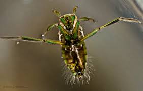 Image result for Notonectidae