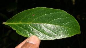 Image result for Cordia stuhlmannii