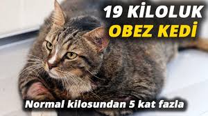 19 Kiloluk Kediye Ozel Diyet Youtube