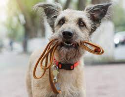 Gegründet wurde das versandhaus im jahr 1961 von tierarzt dr. Passendes Hundezubehor Furs Gassi Gehen Schecker Hundeshop