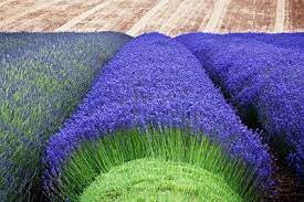 What Are The Most Profitable Lavender Varieties Profitable Plants Digest