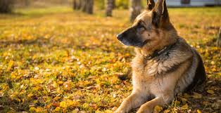 Maybe you would like to learn more about one of these? Dia Del Perro Por Que Se Celebra El 2 De Junio En Argentina Buena Vibra