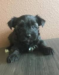 Ukpets found yorkie poo for adoption and rehome in the uk based on your search criteria. Yorki Poo Puppy For Sale Adoption Rescue For Sale In Knoxville Iowa Classified Americanlisted Com