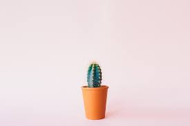 We've created your next phone wallpaper, simply download this and upload it to your phone. Cactus 1080p 2k 4k 5k Hd Wallpapers Free Download Wallpaper Flare