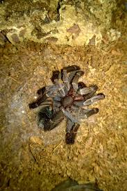 Walk unevenly because one leg is hurt. The Tarantula Death Curl Tom S Big Spiders