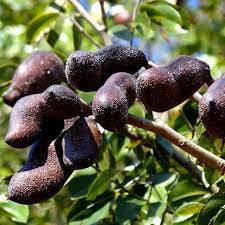 Image result for Hymenaea courbaril