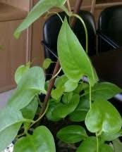 Daun dari tanaman binahong ini berbentuk menyerupai hati dan mempunyai banyak khasiat dalam menyembuhkan berbagai macam penyakit. Rahasia Manfaat Daun Binahong Terbaru Juli 2016 23 Rahasia Manfaat Daun Binahong Update Juli 2016