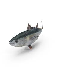 We did not find results for: Tuna Fish Png Images Psds For Download Pixelsquid S10709264a