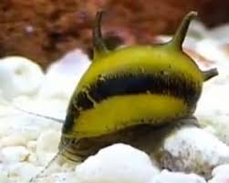 There kinda see through yellow if that makes sense there a breeding pair so i guess they should be fertilized. Nerite Snails Detailed Guide Care Diet And Breeding Shrimp And Snail Breeder