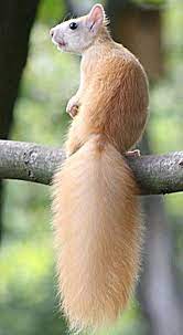 A Photo Edited With Picmonkey Animals Beautiful Cute Squirrel Cute Animals