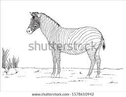 Print out the file on a4 or letter size paper. Zebra Print Coloring Pages At Getdrawings Free Download