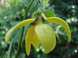 Mau tanam bunga kenanga yang harum dan cantik? Cara Budidaya Ylang Ylang Dan Kenanga Kebunpedia