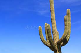 Where am i on your planet? he questioned the giant. 985 Cactus Arms Photos Free Royalty Free Stock Photos From Dreamstime