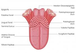 The back of our tongue is sensitive to bitter tastes so we can spit out poisonous or spoiled foods before we swallow. Diagram Of Taste Buds On Tongue Tongue Taste Buds Taste Buds Tongue