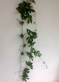 Image result for Diplocyclos palmatus