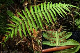 Image result for Christella dentata