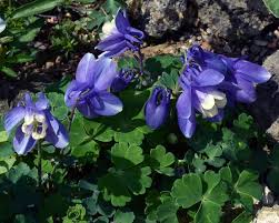 Image result for Aquilegia flabellata ministar