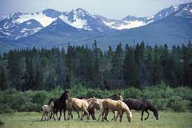 Where To Find Wild Horse Herds In Canada And Why They Re Surprisingly Controversial Cottage Life