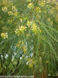 Image result for Parkinsonia africana