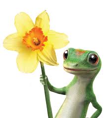 Make a payment, get insurance id cards, add or remove a vehicle, and more. Which Geico Mascot Is Your Favorite Geico Lizard Lizard Gecko