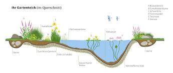 Daneben bietet ein kleiner gartenteich auch einen lebensraum für eine vielfalt an pflanzen, blumen und fischen. Gartenteich Tipps Wasserparadies Vor Der Haustur Nabu