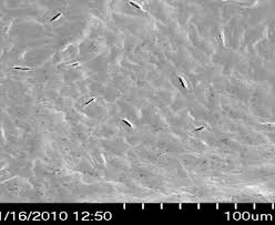 Image result for Zanha golungensis