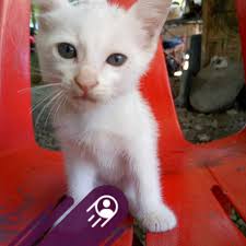 Turkish Angora Cats Club