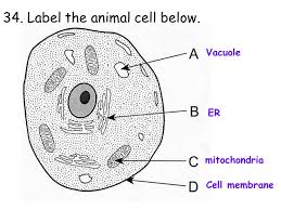 Animal cells are generally smaller than plant cells and lack a cell wall and chloroplasts; 7th Grade Cells Review Ppt Video Online Download