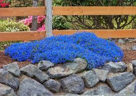 Shop for a variety of indoor plants, potted plants and much more. 44 Best Flowering Ground Cover Plants Balcony Garden Web