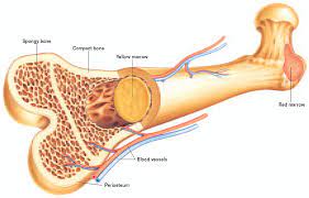 Yellow marrow also has some white take that all bone has an adipose tissue like thing filled inside. Of The Following Hematopoiesis Red Marrow Yellow Marrow Spongy Bone Which Does Not Belong Socratic