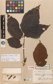 Image result for Paullinia bipinnata