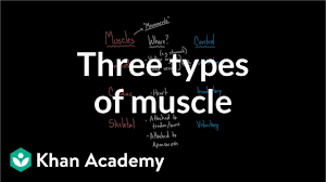 three types of muscle video khan academy