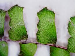 Image result for Adiantum incisum