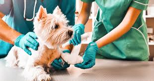 At pet vet express, we seek to provide the mountain brock area with experienced small animal. Common Emergency Vet Visits For Dogs Aspen Grove Vet