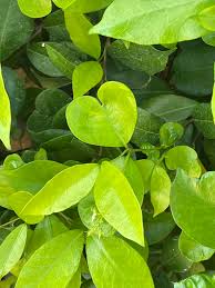 Image result for Hymenocardia ulmoides