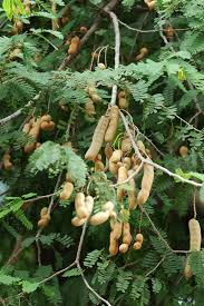 A tamarind tree is very large (up to 100 feet tall) and grows very slowly. Tamarind Heritage Trees Gardens Parks Nature National Parks Board Nparks