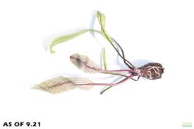 Image result for Aponogeton