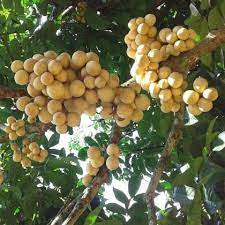 The flesh tastes sweet and sometimes sour, and is known to be rich in vitamin a. Lansones Lanzones Fruit Tree Of The Philippines In 2021 Fruit Trees Fruit Tree Garden Fruit Garden