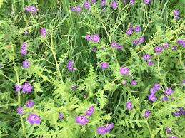 We did not find results for: Plant Identification Closed L A Purple Flower Wild Growing Shade Loving Sub Shrub 3 By Amanzed