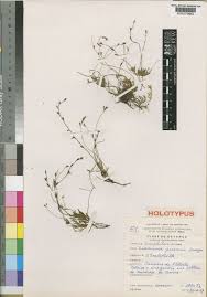 Image result for Crepidorhopalon