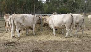 Ton or pounds the si derived unit for force is the newton. 16 Things That Weigh Around 3 Tons Weight Of Stuff