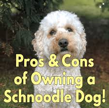 Maybe you would like to learn more about one of these? Pros And Cons Of Owning A Schnoodle Dog Lover Doodles