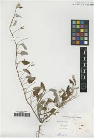 Image result for Rytigynia sp. M