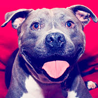 The couple who saved him really took a chance when they rescued him from a busy street. Pit Bull Rescue Adoptions